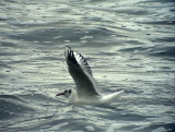 Skrattms<br> Black-headed Gull<br> Chroicocephalus ridibundus