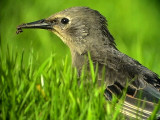 Stare<br> Sturnus vulgaris<br> Common Starling