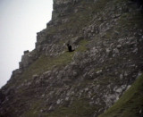 Storlabbb<br> Catharacta skua<br> Great Skua