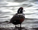 Strmand<br> Harlequin Duck<br> Histrionicus histrionicus