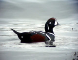 Strmand<br> Histrionicus histrionicus<br> Harlequin Duck