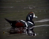 Strmand<br> Histrionicus histrionicus<br> Harlequin Duck