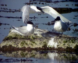 Kentsk trna<br> Sterna sandvicensis<br> Sandwich Tern