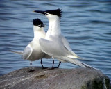 Kentsk trna<br> Sandwich Tern<br> Sterna sandvicensis