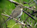 Mindre flugsnappare<br> Red-breasted Flycatcher<br> Ficedula parva