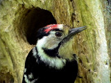 Mindre hackspett<br> Lesser Spotted Woodpecker<br> Dendrocopos minor