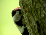 Mindre hackspett <br> Dendrocopos minor <br>  Lesser Spotted Woodpecker