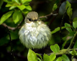 Svartvit flugsnappare<br> European Pied Flycatcher (Pied Flycatcher)<br> Ficedula hypoleuca