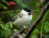 Entita<br> Parus palustris<br> Marsh Tit