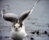 Fisktrna<br> Common tern<br> Sterna hirundo