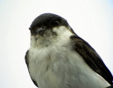 Hussvala<br> House martin<br> Delichon urbica