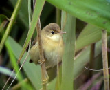 Rrsngare <br> European Reed Warbler (Eurasian Reed Warbler)<br> Acrocephalus scirpaceus