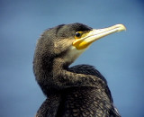 Storskarv<br>Great Cormorant<br> Phalacrocorax carbo