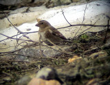 Bergskenfink<br> Crimson-winged Finch<br> Rhodopechys sanguinea