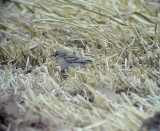 Blek stensparv<br> Pale Rockfinch<br>  Petronia brachydactyla