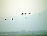 Bronsibis <br> Glossy Ibis<br> Plegadis falcinellus