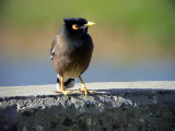 Brun majna <br> Common Myna<br>  Acridotheres tristis