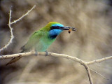 Grn dvrgbitare<br> Little Green Bee-eater<br> Merops orientalis
