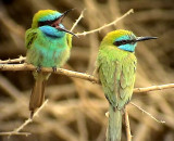 Grn dvrgbitare<br> Little Green Bee-eater<br> Merops orientalis