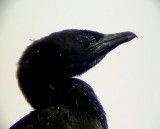 Dvrgskarv<br> Pygmy Cormorant<br> Phalacrocorax pygmeus