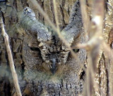 Dvrguv<br> Otus scops<br> European Scops Owl (Eurasian Scops Owl)