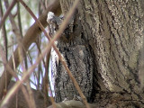 Dvrguv<br>European Scops Owl<br> Otus scops