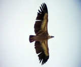 Gsgam<br> Eurasian Griffon Vulture<br> Gyps fulvus