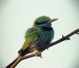 Grn dvrgbitare<br> Little Green Bee-eater<br> Merops orientalis