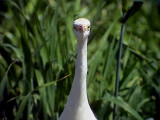 Kohger<br> Cattle Egret<br> Bubulcus ibis