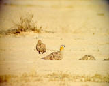 Kronflyghna<br>Crowned Sandgrouse<br> Pterocles coronatus