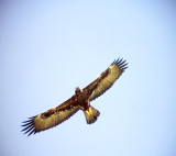 Kungsrn<br> Golden Eagle<br> Aquila chrysaetos