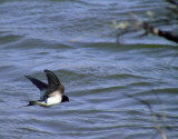 Ladusvala<br> Barn Swallow<br> Hirundo rustica