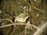 Lngstjrtsduva<br> Namaqua Dove<br> Oena capensis