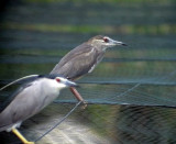Natthger<br> Black-crowned Night Heron<br> Nycticorax nycticorax