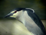 Natthger<br> Black-crowned Night<br> Heron Nycticorax nycticorax