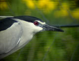 Natthger<br> Black-crowned Night<br> Heron Nycticorax nycticorax