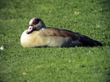 Nilgs<br> Egyptian Goose<br> Alopochen aegyptiacus