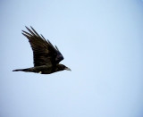 kenkorp <br> Brown-necked Raven<br> Corvus ruficollis