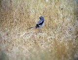 kenvarfgel<br> Southern Grey Shrike<br> Lanius excubitor