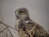 Ormrn<br> Circaetus gallicus<br> Short-toed Eagle