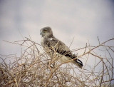Ormrn<br> Short-toed Eagle<br> Circaetus gallicus