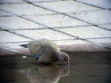 Palmduva<br> Laughing Dove<br> Streptopelia senegalensis