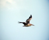 Vit pelikan<br> White Pelican<br> Pelecanus onocrotalus