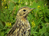 Rdstrupig piplrka <br> Red-throated Pipit<br> Anthus cervinus