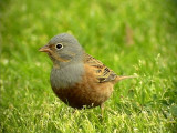 Rostsparv <br> Cretzschmars Bunting <br> Emberiza caesia