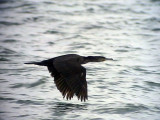 Storskarv<br>Phalacrocorax carbo<br> Great Cormorant