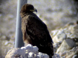 Stpprn<br> Steppe Eagle<br> Aquila nipalensis