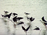 Styltlpare<br> Black-winged Stilt<br> Himantopus himantopus