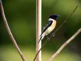  Svarthakad buskskvtta<br> Stonechat<br> Saxicola torquata