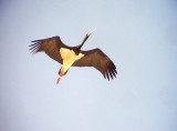 Svart stork <br> Black stork<br> Ciconia nigra